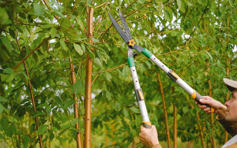 Tree trimming in Deridder, LA