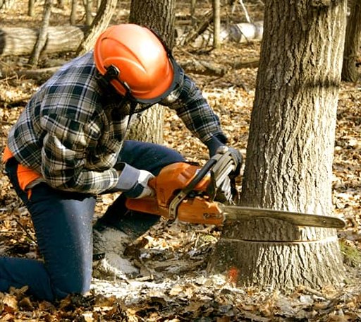 Tree Removal in Deridder, LA